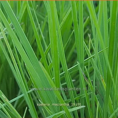 Koeleria macrantha