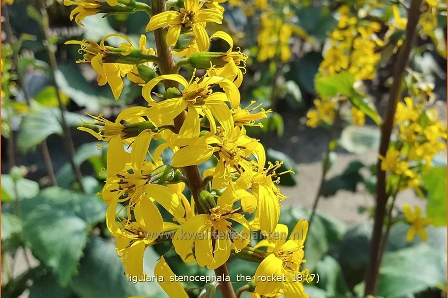 Ligularia stenocephala 'The Rocket'