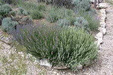 Lavandula x intermedia 'Grappenhall'