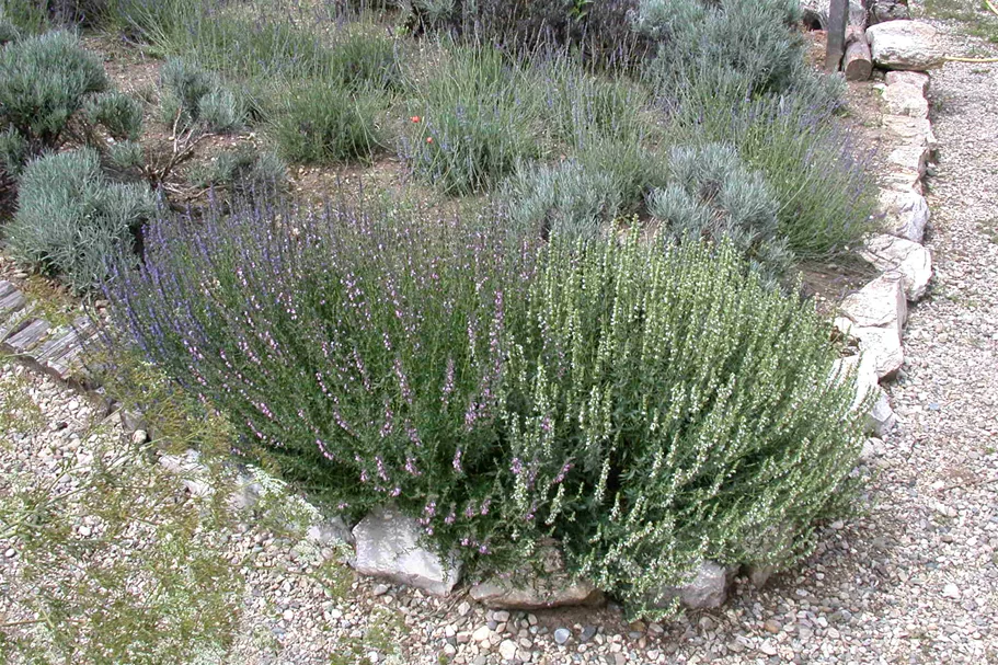 Lavandula x intermedia 'Grappenhall'