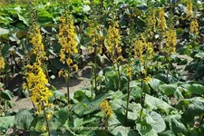 Ligularia stenocephala 'The Rocket'