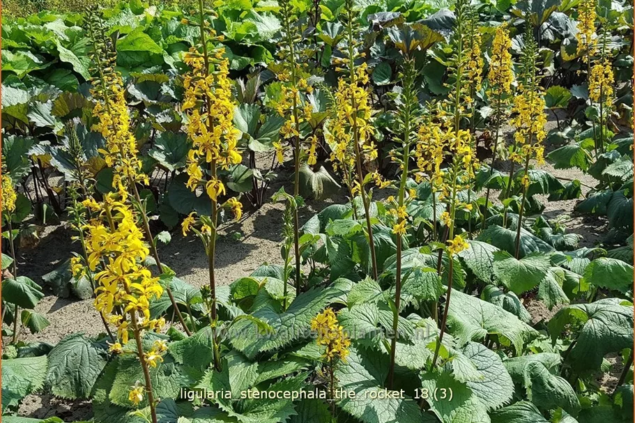 Ligularia stenocephala 'The Rocket'