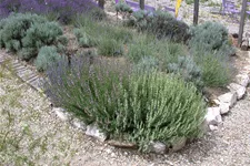 Lavandula x intermedia 'Grappenhall'