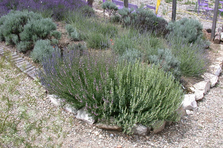 Lavandula x intermedia 'Grappenhall'