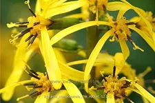 Ligularia stenocephala 'The Rocket'