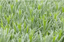 Lavandula x intermedia 'Grappenhall'