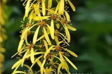 Ligularia stenocephala 'The Rocket'