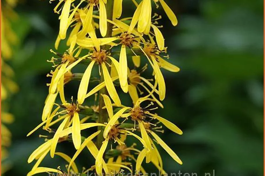 Ligularia stenocephala 'The Rocket'