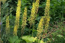 Ligularia stenocephala 'The Rocket'