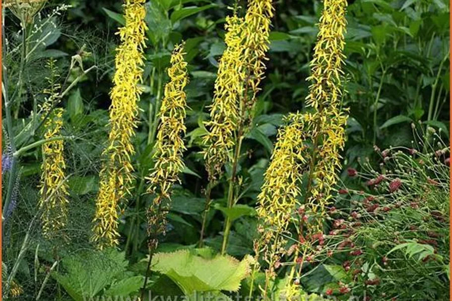 Ligularia stenocephala 'The Rocket'