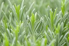 Lavandula x intermedia 'Grappenhall'