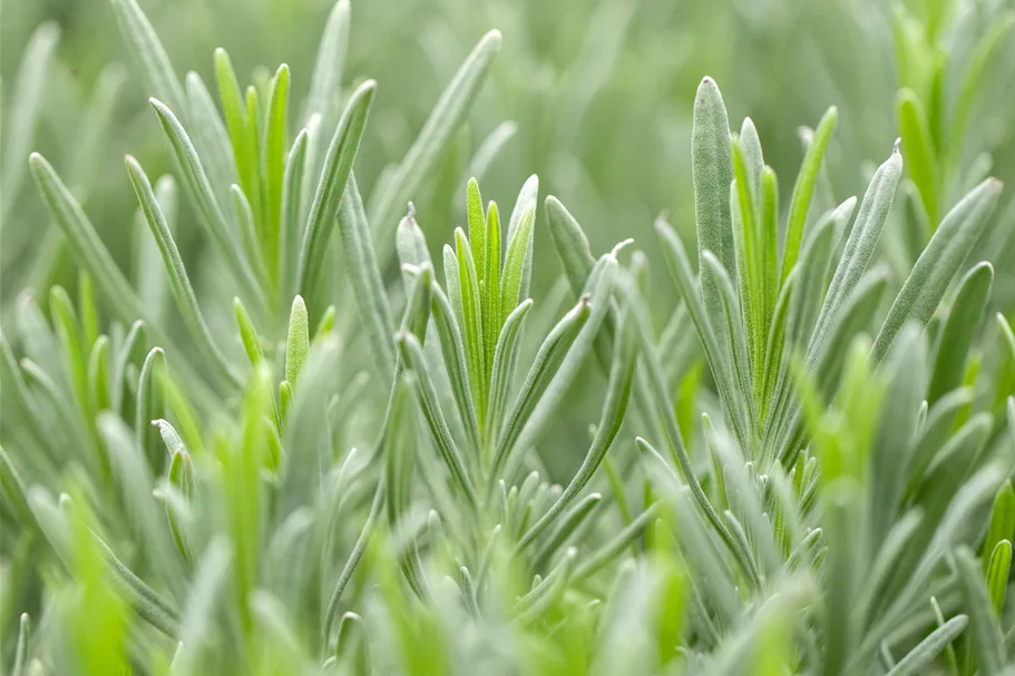 Lavandula x intermedia 'Grappenhall'