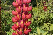 Lupinus 'Towering Inferno' (pot 11 cm)