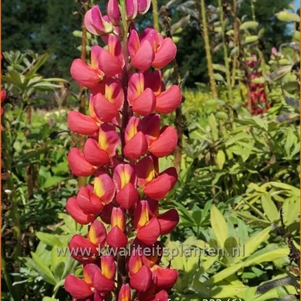 Lupinus 'Towering Inferno' (pot 11 cm)