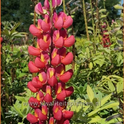 Lupinus 'Towering Inferno' (pot 11 cm)