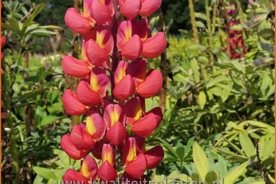 Lupinus 'Towering Inferno' (pot 11 cm)