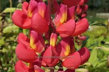 Lupinus 'Towering Inferno' (pot 11 cm)