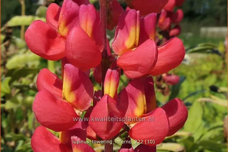 Lupinus 'Towering Inferno' (pot 11 cm)