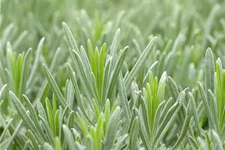 Lavandula x intermedia 'Grappenhall'