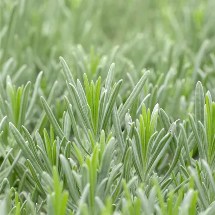 Lavandula x intermedia 'Grappenhall'