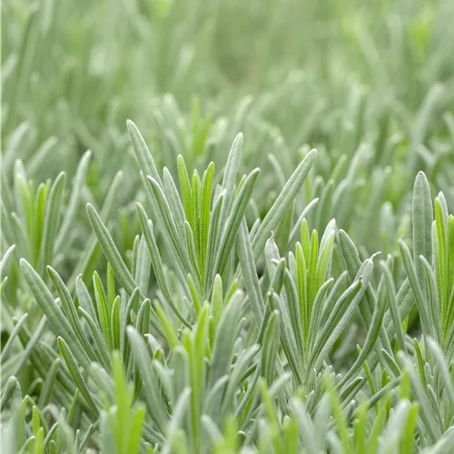 Lavandula x intermedia 'Grappenhall'