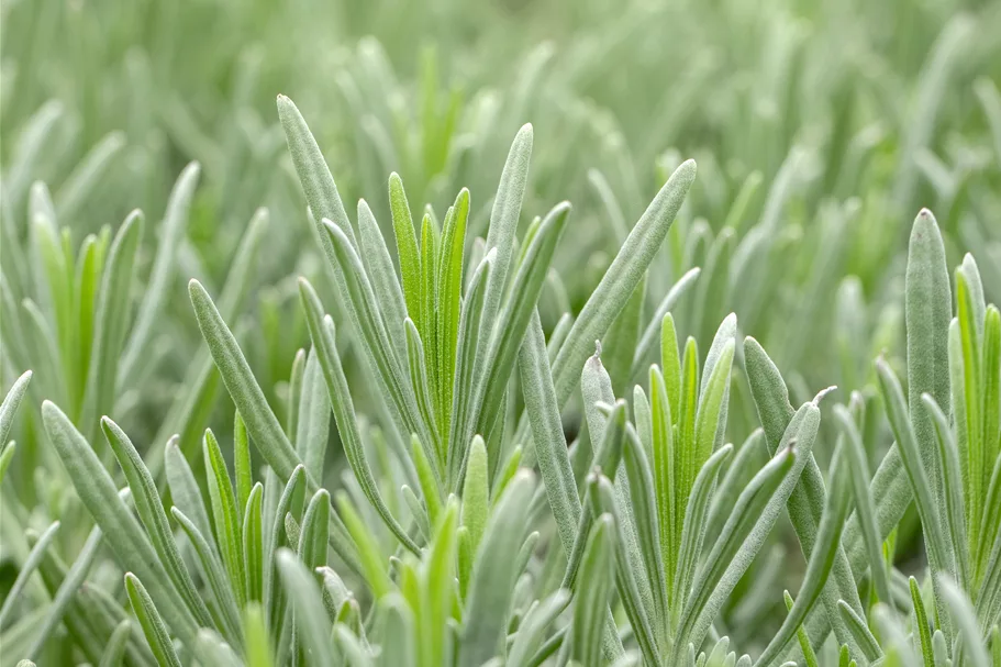 Lavandula x intermedia 'Grappenhall'