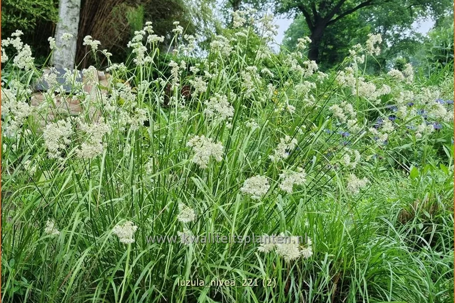 Luzula nivea