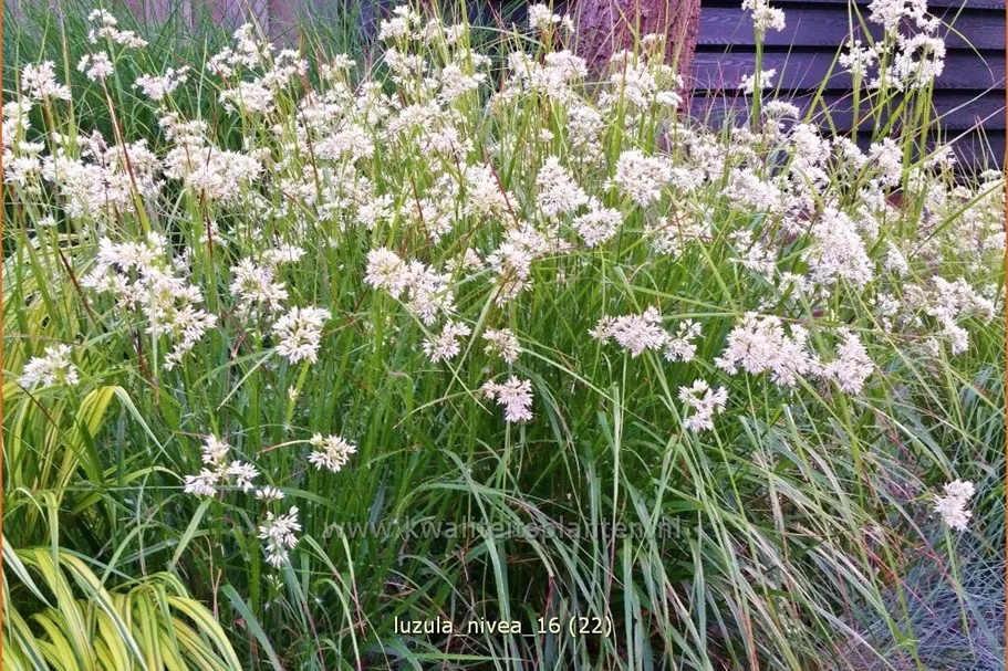 Luzula nivea