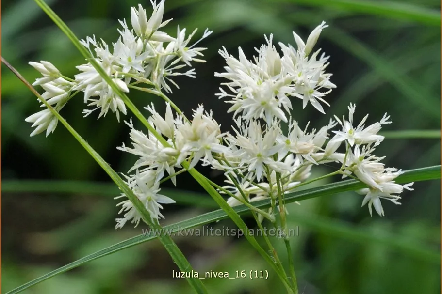 Luzula nivea