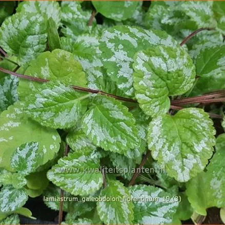 Lamiastrum galeobdolon 'Florentinum'