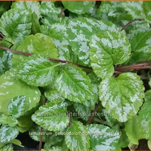 Lamiastrum galeobdolon 'Florentinum'