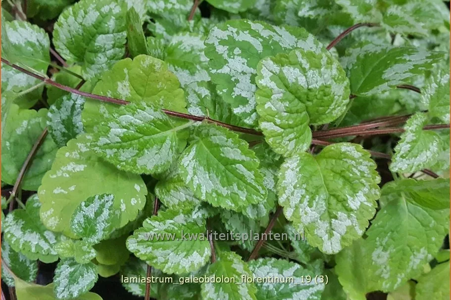 Lamiastrum galeobdolon 'Florentinum'