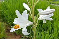 Lilium candidum (pot 11 cm)