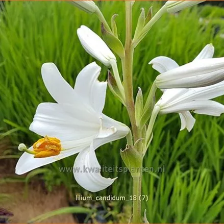 Lilium candidum (pot 11 cm)