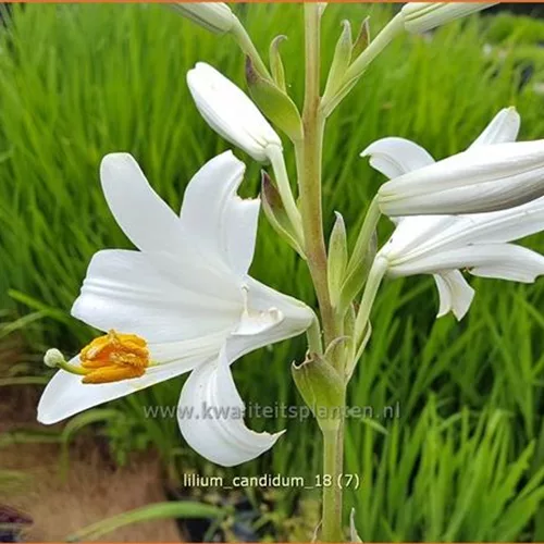 Lilium candidum (pot 11 cm)