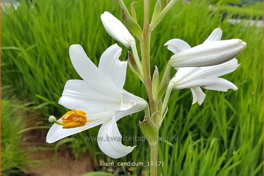 Lilium candidum (pot 11 cm)