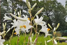 Lilium candidum (pot 11 cm)
