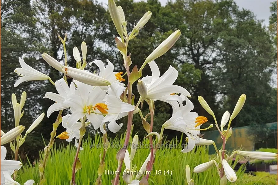 Lilium candidum (pot 11 cm)