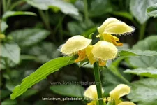 Lamiastrum galeobdolon 'Florentinum'