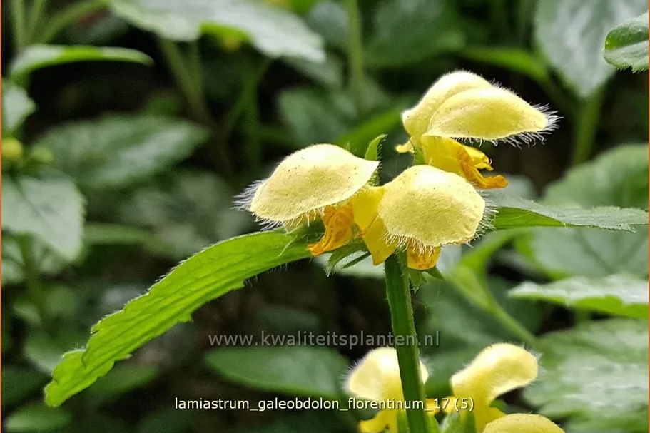 Lamiastrum galeobdolon 'Florentinum'