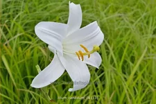 Lilium candidum (pot 11 cm)