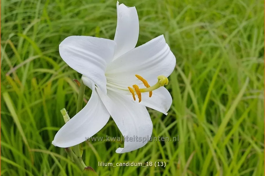 Lilium candidum (pot 11 cm)