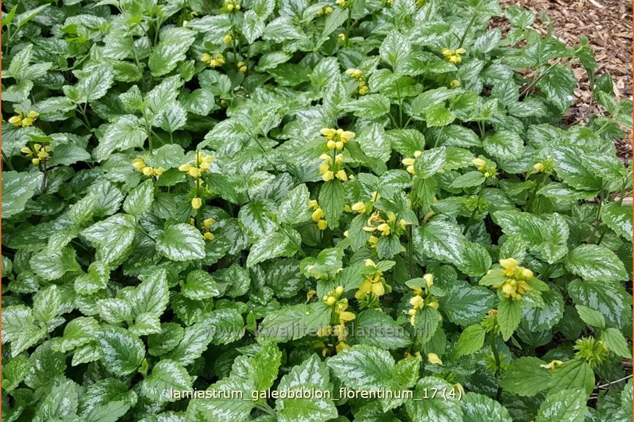Lamiastrum galeobdolon 'Florentinum'