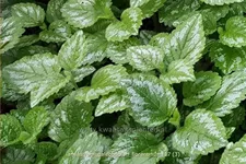 Lamiastrum galeobdolon 'Florentinum'