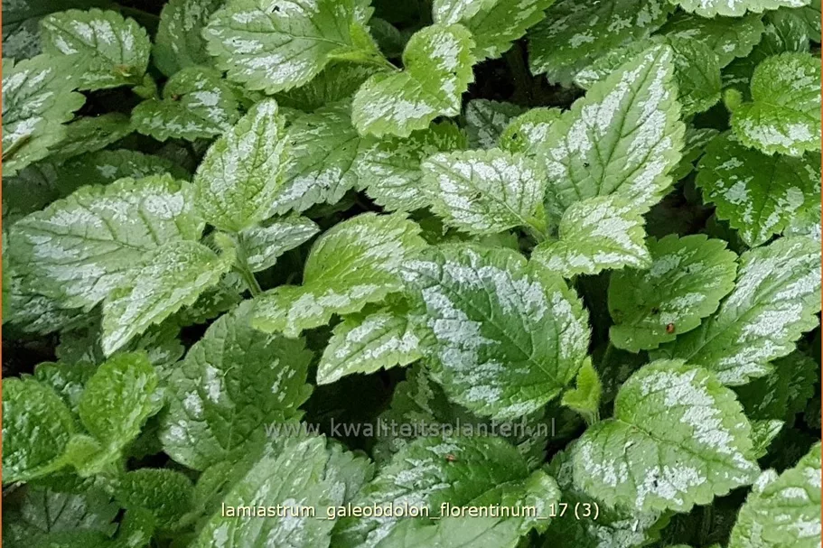 Lamiastrum galeobdolon 'Florentinum'