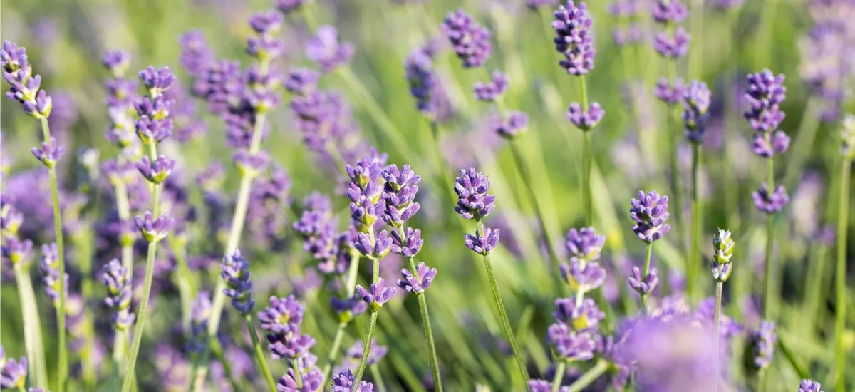 Lavandula x intermedia 'Grosso'