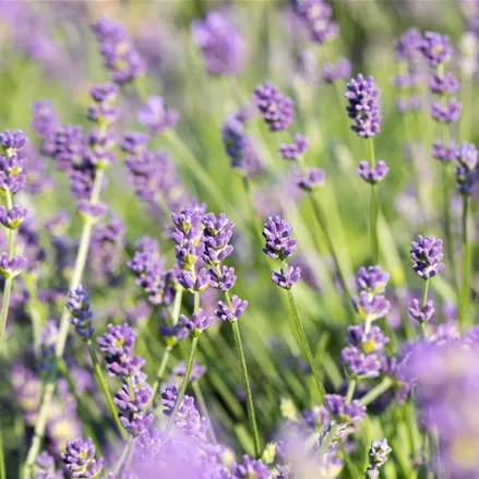 Lavandula x intermedia 'Grosso'