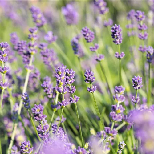 Lavandula x intermedia 'Grosso'