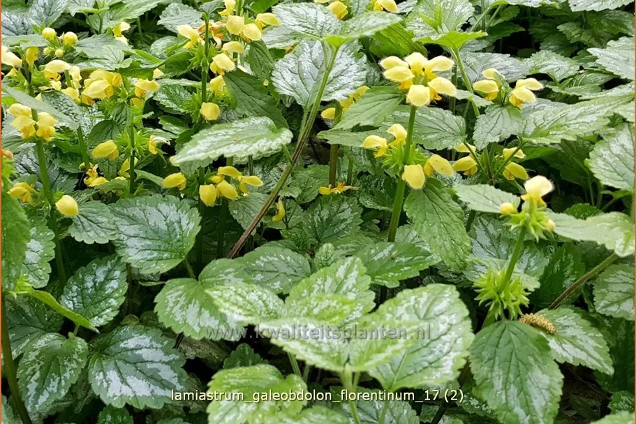 Lamiastrum galeobdolon 'Florentinum'