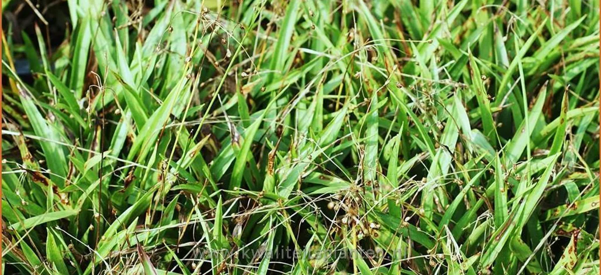 Luzula pilosa 'Grünfink' Staude im 9x9 cm Vierecktopf